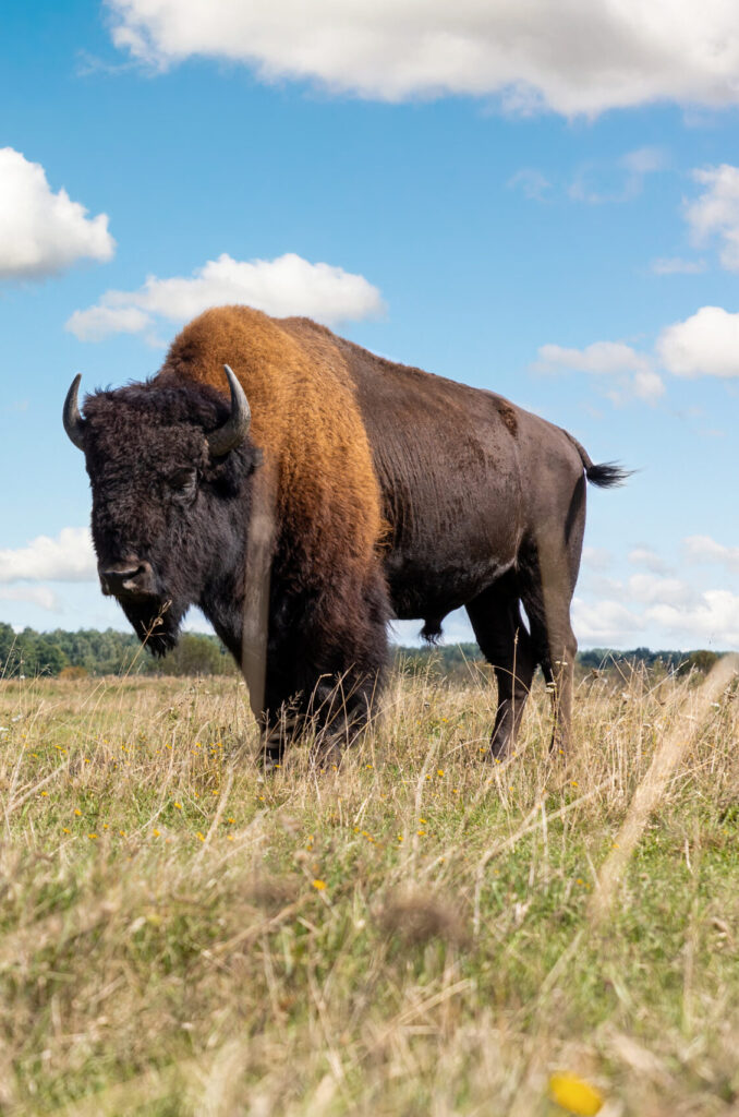 American Bison standing in prairie grass.